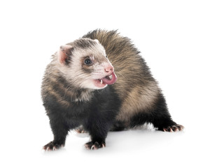 brown ferret in studio