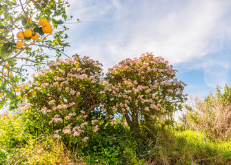 Giant Money Plants in Bloom in Southern Italy