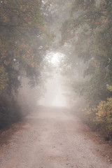 Country road running through the deciduous forest on a foggy morning.