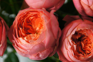 ロマンティックアンティークという名前の薔薇の花束