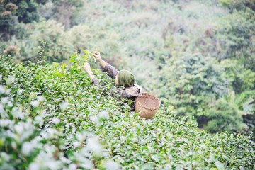 Man harvest / pick fresh green tea leaves at high land tea field in Chiang Mai Thailand - local people with agriculture in high land nature concept