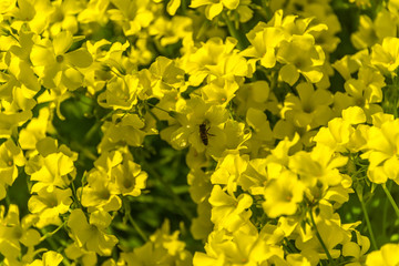 Bee in Yellow Flowers on a Sunny Spring Day in Italy