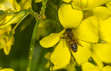 Bee in Yellow Flowers on a Sunny Spring Day in Italy