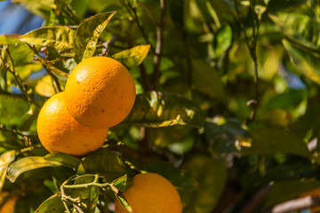 Ripe Oranges on a Tree in Italy