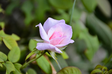 pink rose on green background