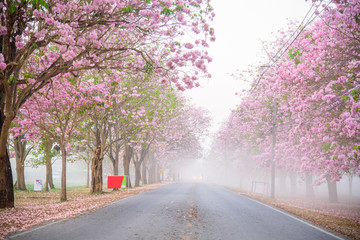Pink trumpet tree row with Mist in sunrise time / Pink trumpet with sunrise