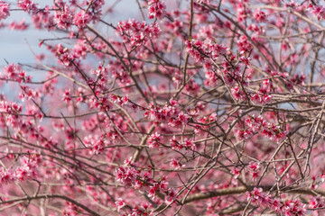 Fruit Tree Blossoms Against a Clear Blue Sky