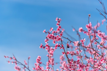 Fruit Tree Blossoms Against a Clear Blue Sky for Backgrounds