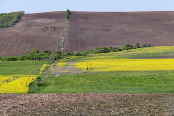 Obraz premium Extensive farmland with separate fields and blooming yellow rapeseed. Аrable land. On the horizon a hill and a blue sky.