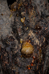 ants on tree