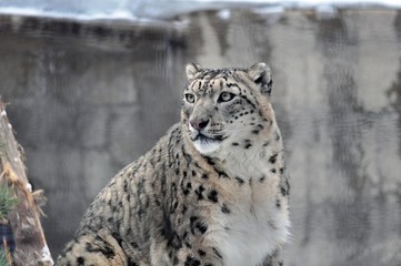 portrait of a predatory cat