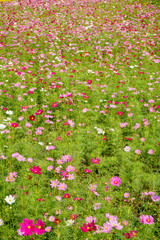 Japanese cosmos flowers