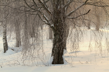 A wintry park  with birch trees in fog 