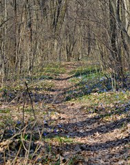 Delicate flowers scilla siberica bloom in the forest, harbingers of spring