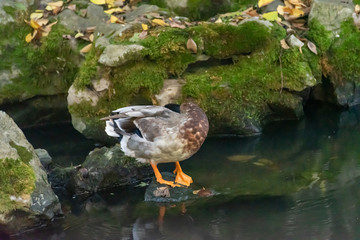 The submersible duck in the pond