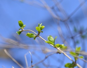 Young green leaves of trees awaken in early spring