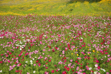 Obraz premium Japanese cosmos flowers