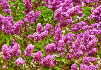 Blooming lilac, springtime floral background