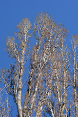 Lombardy poplar