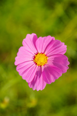 Japanese cosmos flowers