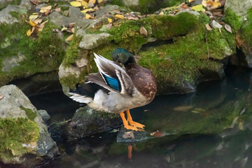 The submersible duck in the pond
