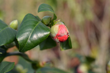 Camellia Lady Campbell