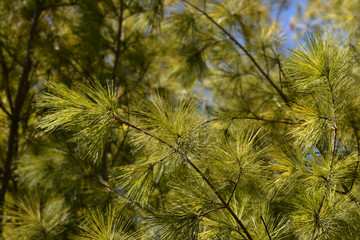 Eastern white pine