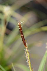 Japanese Sedge Variegata