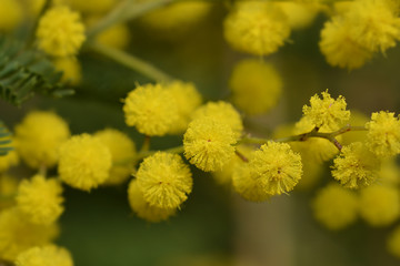 Silver wattle