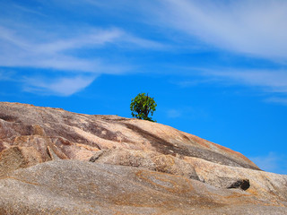 tree on the rock