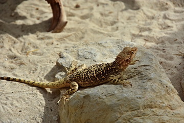 Lizards, cold-blooded animals surviving on Earth since prehistoric times
