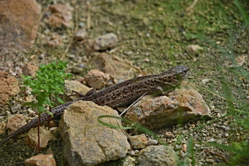 Lizards, cold-blooded animals surviving on Earth since prehistoric times