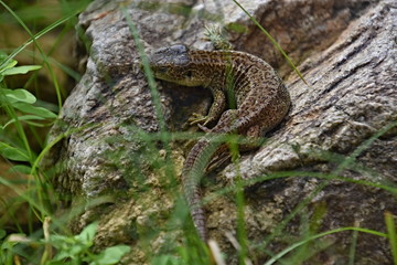 Lizards, cold-blooded animals surviving on Earth since prehistoric times