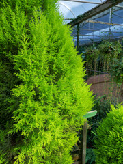 Fototapeta na wymiar sabina chinensis in garden