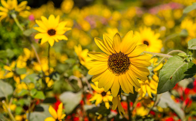 Yellow Marigold / Daisy flower in a garden