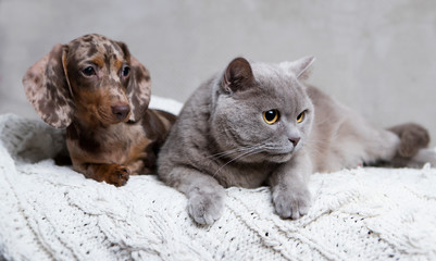 puppy and kitten , Group of cat and dog