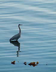 Great Blue Heron, Ardea herodias, standing and foraging in water
