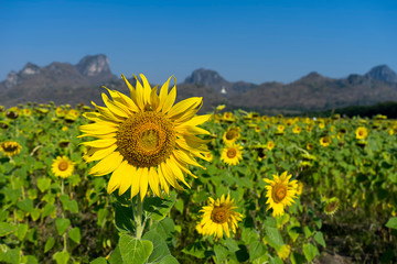 Fototapeta premium Landscape of Sunflower Farm.