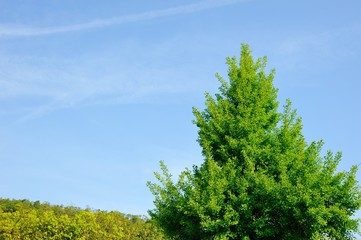 青空と銀杏の木