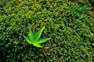 苔に落ちるモミジ