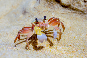 Live crab on the sand, on the beach in Thailand, nature and lifestyle