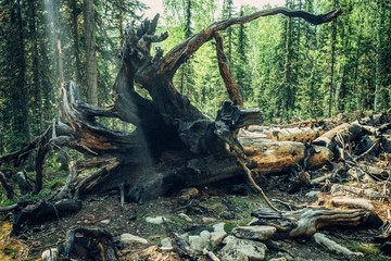 Fallen tree in the wild, in summer, the concept of sustainability