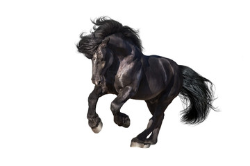 Beautiful black draft stallion galloping isolated on white background