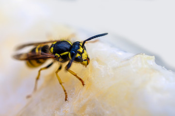 Macro shot, wasp on ice cream. Nature and insects