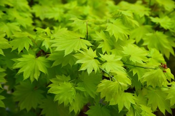 雨上がりのカエデの葉っぱ