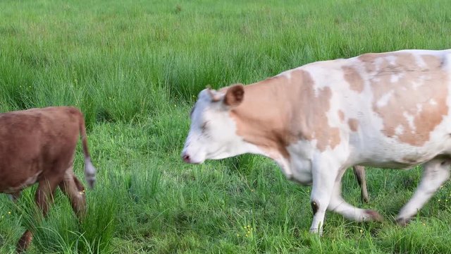 K&auml;lber und Muttertiere auf der Weide