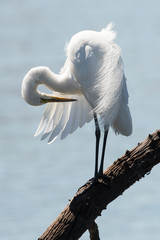 Grande aigrette,. Ardea alba, Great Egret