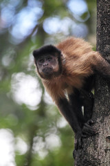 Tufted capuchin (Cebus apella) climbing on a tree trunk.