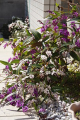 Fototapeta na wymiar 庭に咲くハーデンベルギア