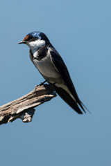 Hirondelle à gorge blanche,.Hirundo albigularis, White throated Swallow © JAG IMAGES